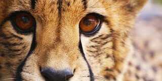 Explore The Beauty Of Africa On Your Safari Travel