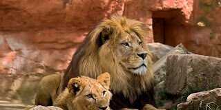 General Safari Safety Tips – South Africa