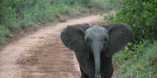 Why You Should Take A Family Safari in Africa