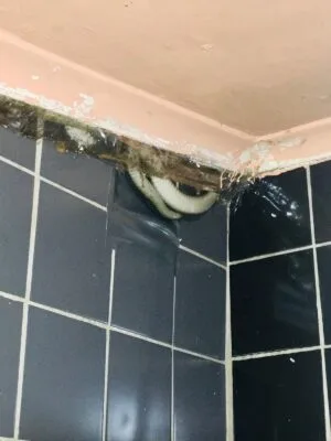 Montclair family left in shock after 2.3 metre long black mamba found in roof