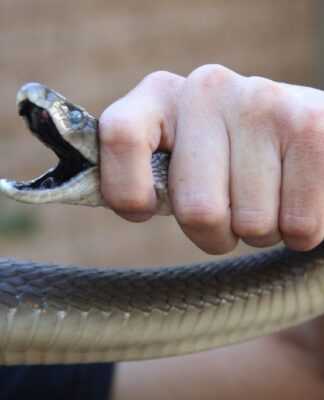 2m meter long Black Mamba was hiding on the Christmas tree