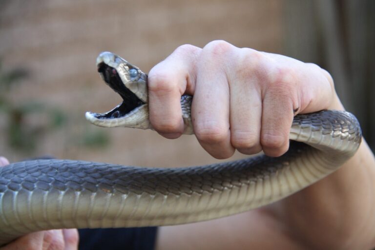 2m meter long Black Mamba was hiding on the Christmas tree