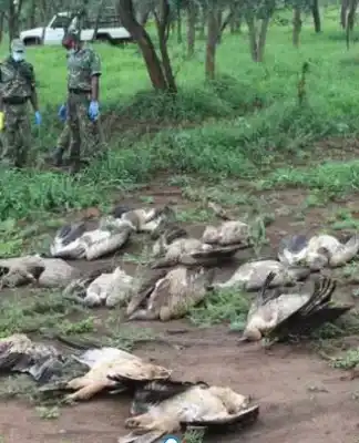 47 White-backed vultures poisoned in Ezemvelo KZN Wildlife