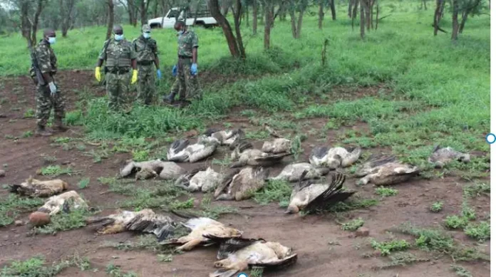 47 White-backed vultures poisoned in Ezemvelo KZN Wildlife