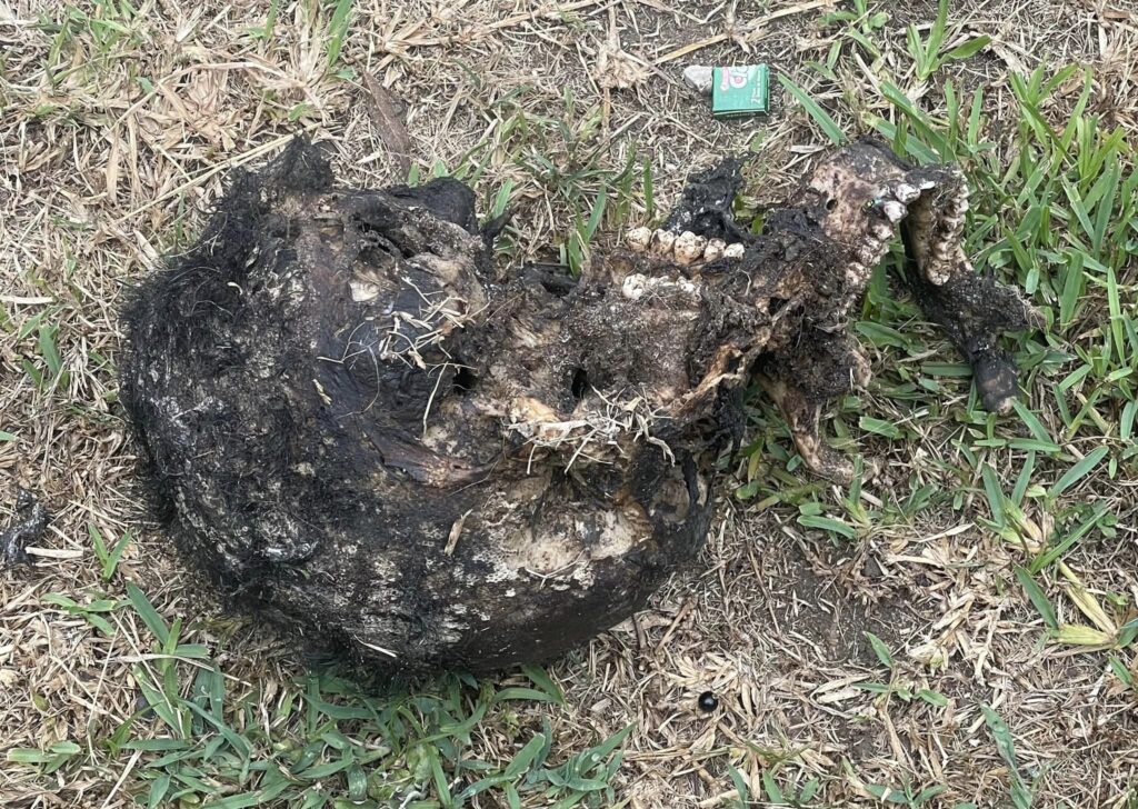Family Pet Drags In Human Skull in Amanzimnyama