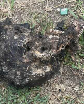 Family Pet Drags In Human Skull in Amanzimnyama