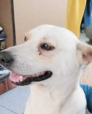 BOLO missing dog.