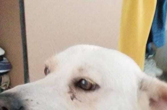 BOLO missing dog.