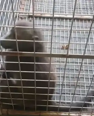 Durban Baboon