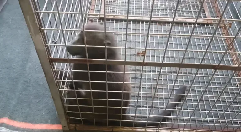 Durban Baboon Drama: Young Primate Finally Captured After Days on the Loose